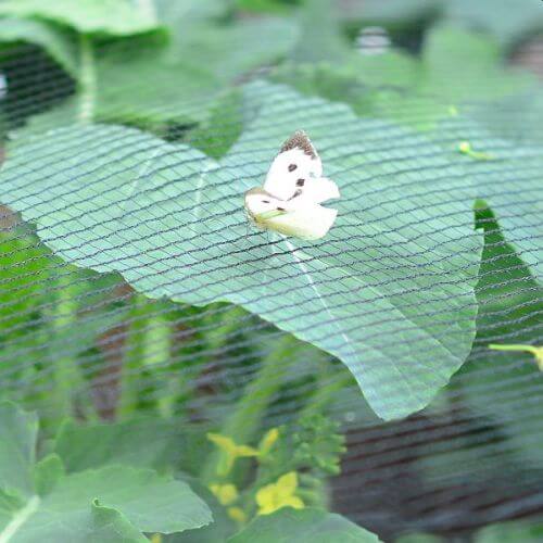 Butterfly on a cabbage showing butterfly netting underneath