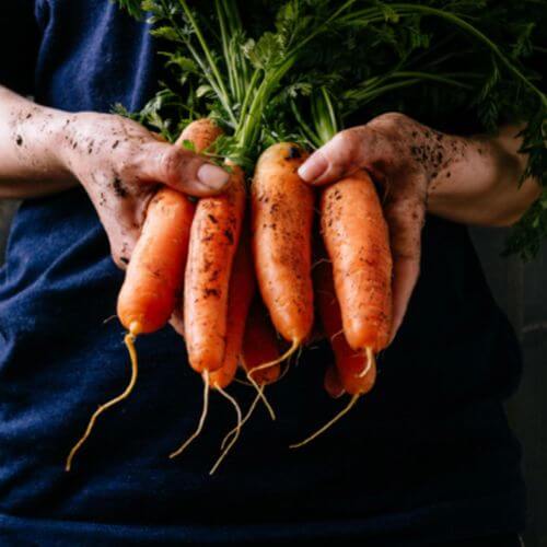 Bunch of Carrots being held