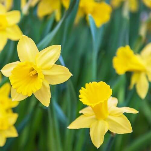 Planting Bulbs In The Garden September