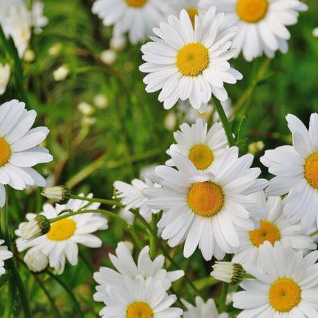 Daisies in the lawn