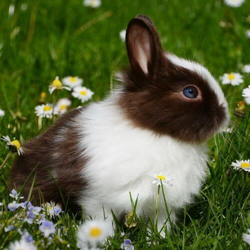 rabbit sat in field with daisy