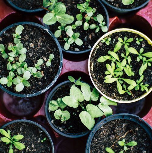 It's February, Why you should start sowing your vegetable seeds now.