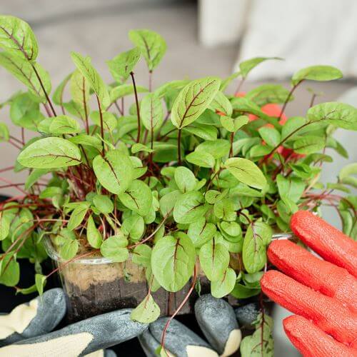 How Gardening Can Improve Your Mental Health