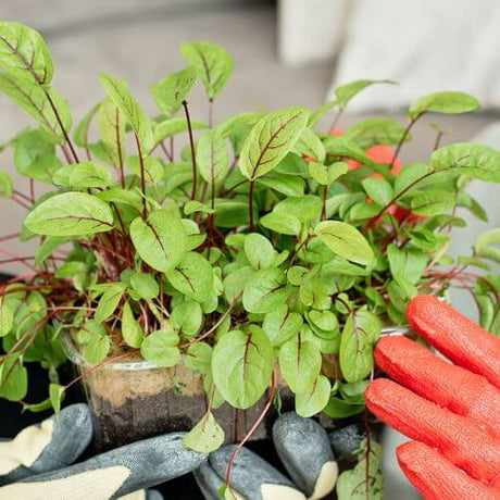 How Gardening Can Improve Your Mental Health