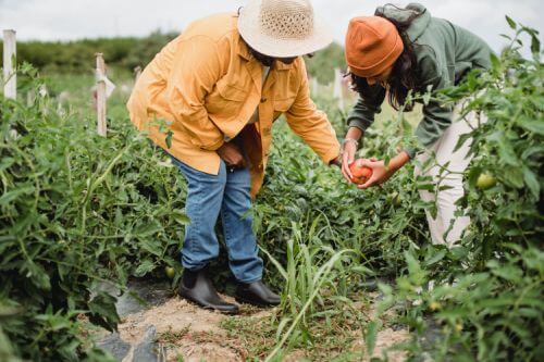 Two people exploring their garden