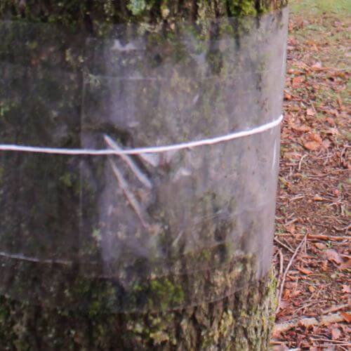 Glue band around a fruit tree