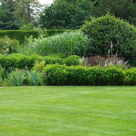 green lawn with shrubs in background