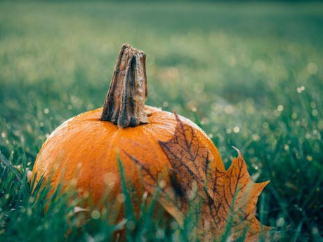 Pumpkin in a field