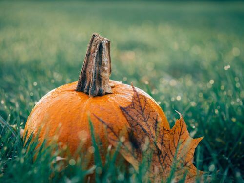 Turn Your Garden Into a Scary Halloween Hideaway