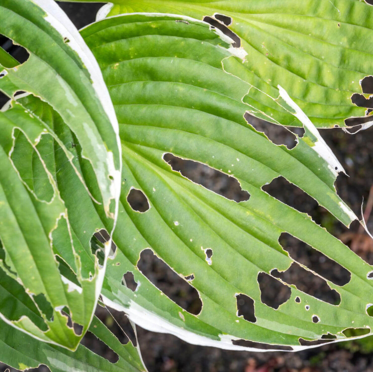 Why Are My Plant Leaves Full of Holes? Causes and Natural Treatments