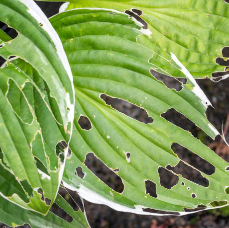 Why Are My Plant Leaves Full of Holes? Causes and Natural Treatments