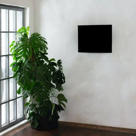 Indoor plant in a house