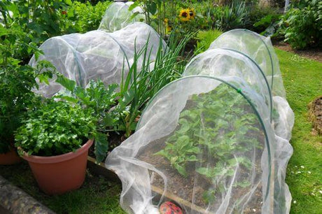 Garden cloches covered in netting in a garden