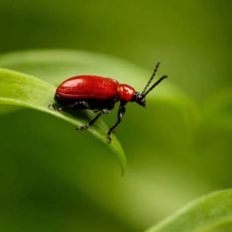 bug on a leaf