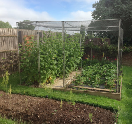 Fruit cage sat in garden full of fruit