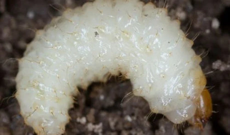 Nematodes - Organic Pest Control for Leatherjackets and Chafer Grubs