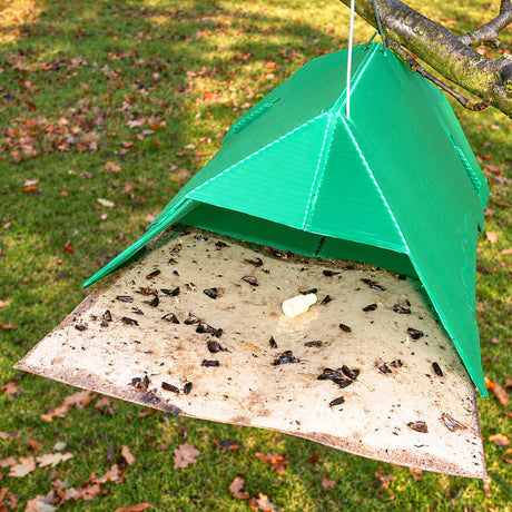 How To Use Pheromone Traps