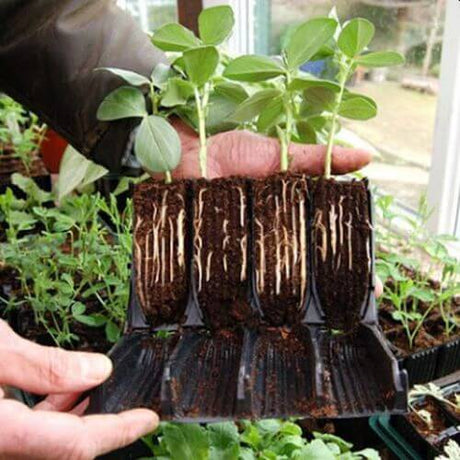 Rootrainer open showing roots