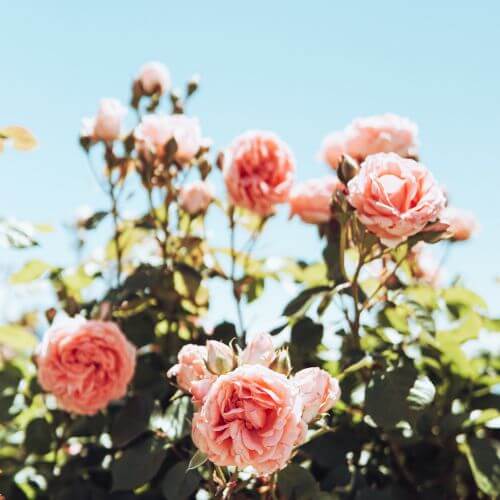 The Best Flowers To Grow For Valentine's Day