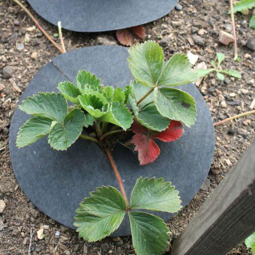 Strawberries growing with strawberry collars