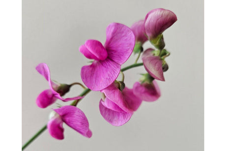 Growing Sweet Pea Plants: A UK Gardener’s Guide