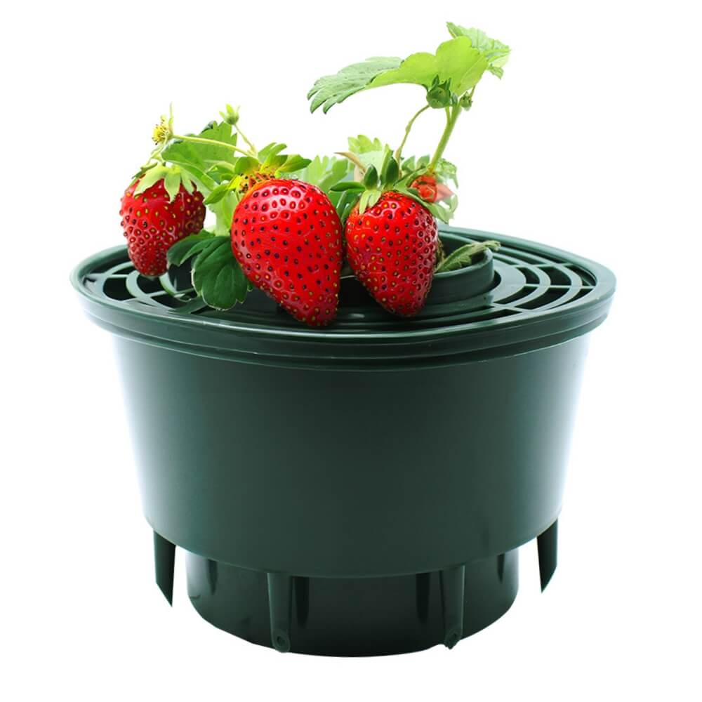 Strawberries in a grow pot
