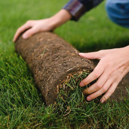 Roll of garden turf