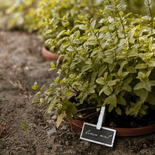 Labelled plants in the soil 