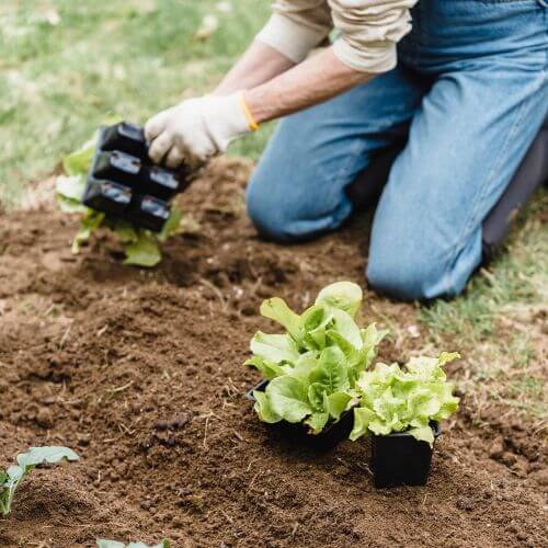lady kneeling planting seedlings