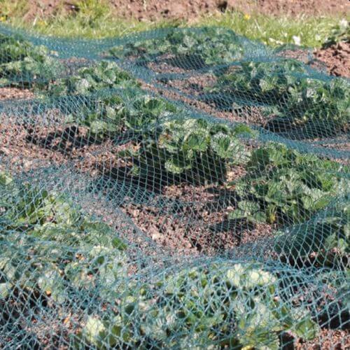 Green bird netting laid over vegetables