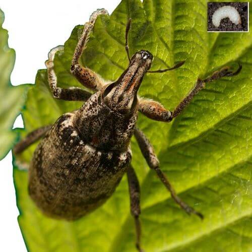 An adult vine weevil on a leaf with with a larvae