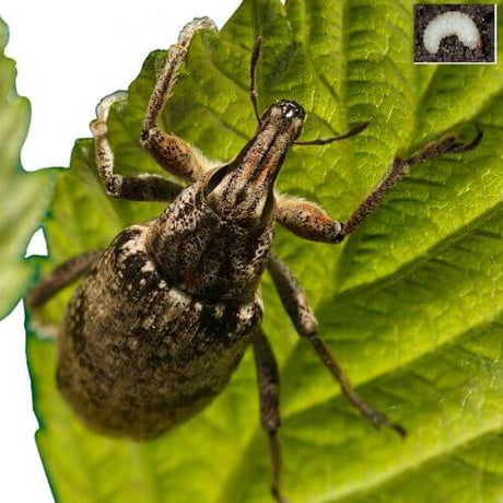 An adult vine weevil on a leaf with with a larvae