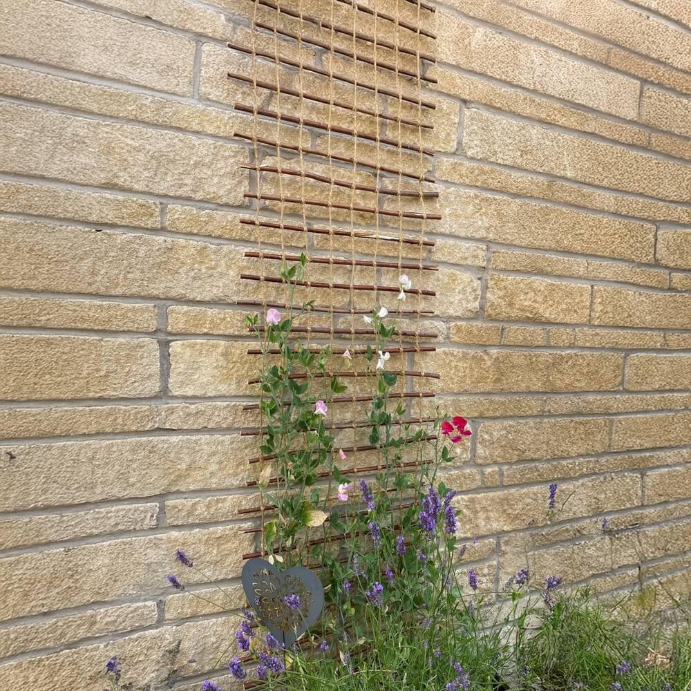 Plants That Grow on a Trellis - Climbing Plant Guide  Gardening Naturally