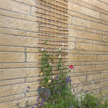 Plants that Grow on Trellis