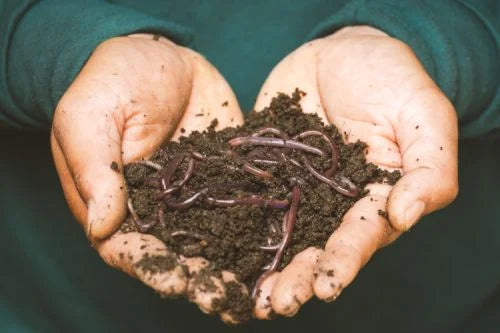 A Man holding Worms for a garden wormery