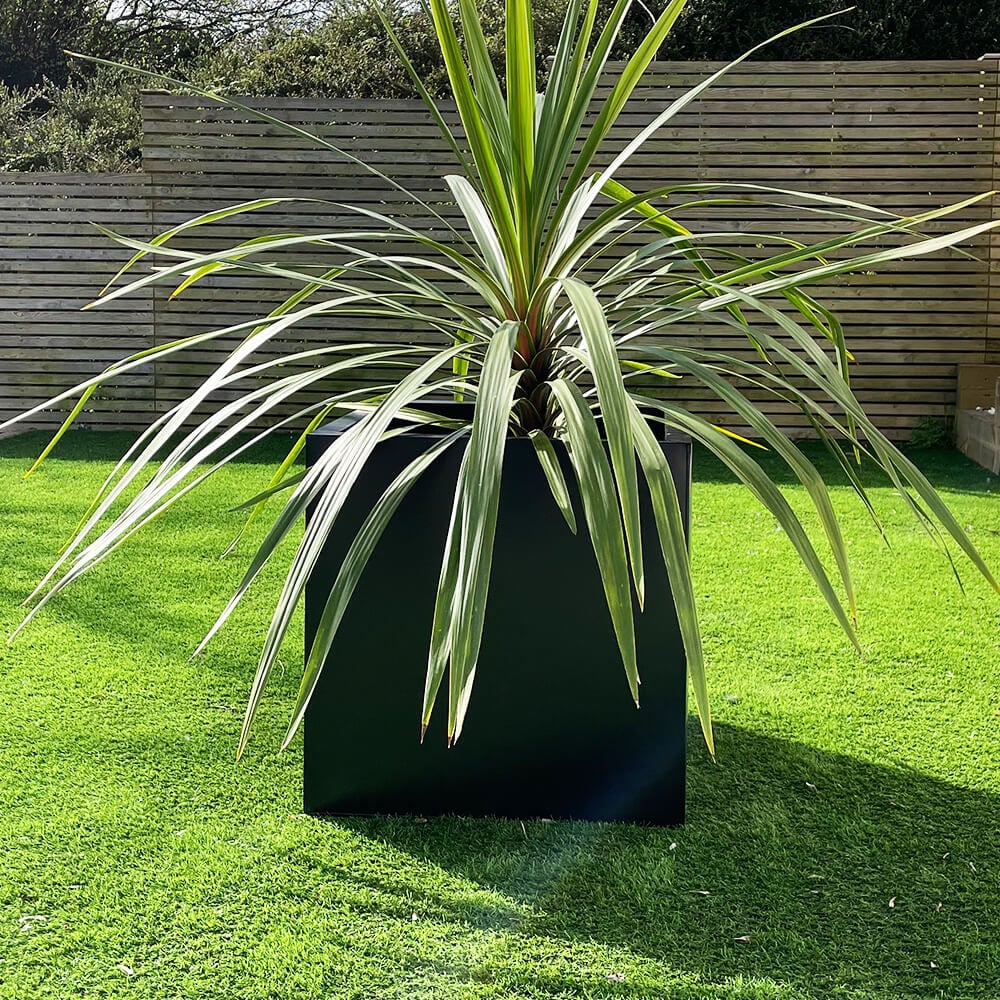 black Aluzinc pot with tropical plant