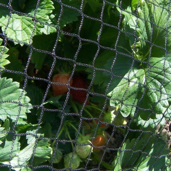 bird netting covering strawberries