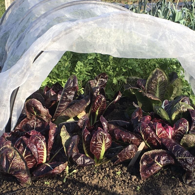 garden fleece over hoops with vegetables