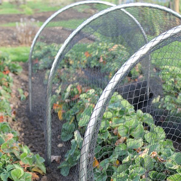 aluminium garden hoops with bird netting over strawberries