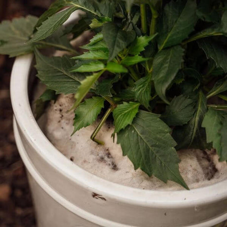 plant in a cream pot