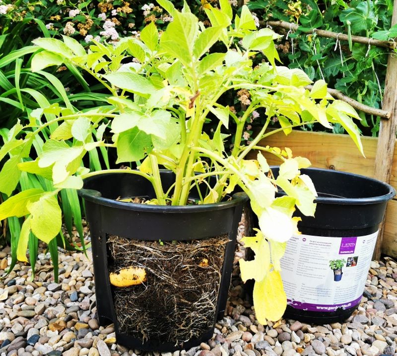 pot for growing potatoes complete with potatoes