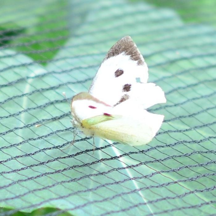 cabbage white butterfly on butterfly netting close up