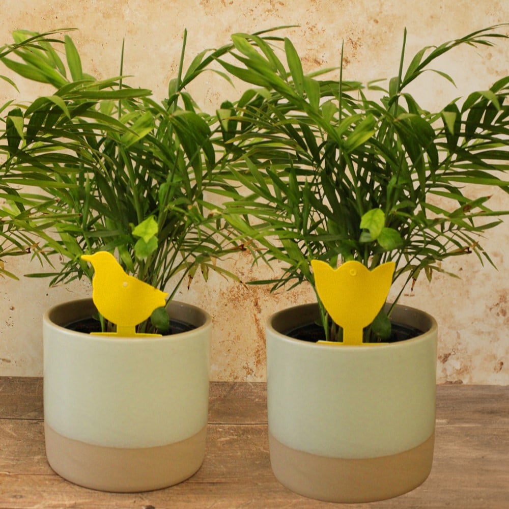 mini yellow sticky traps in pots