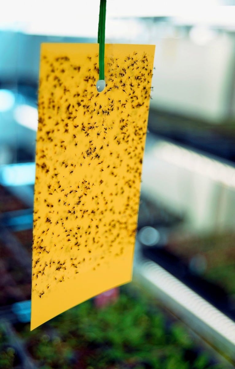 Greenhouse Pest Control