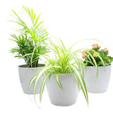 Three potted plants in white pots