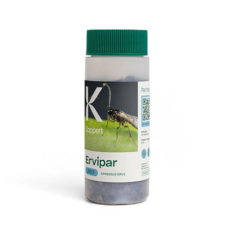 Aphidius Ervi Aphid Control