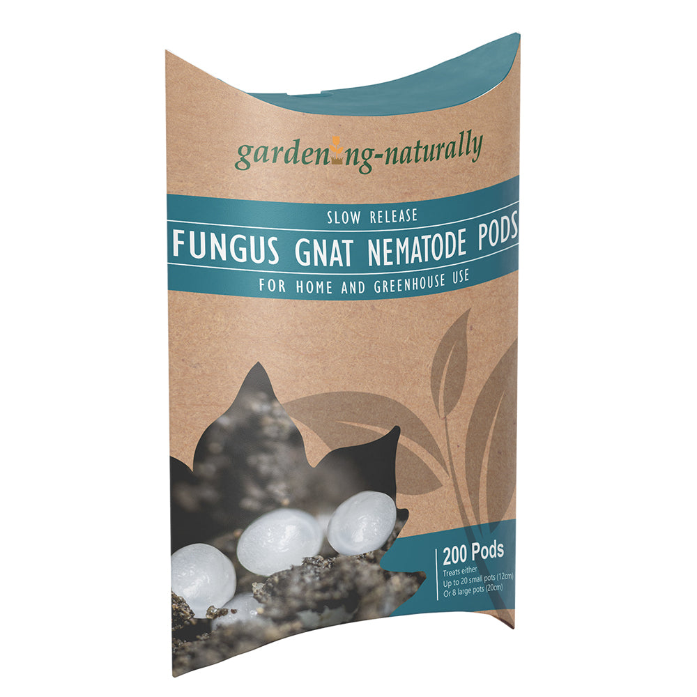 Fungus Gnat Nematode Pods Tiny balls full  of nematodes