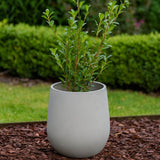 Grey plant pot with shrub inside 