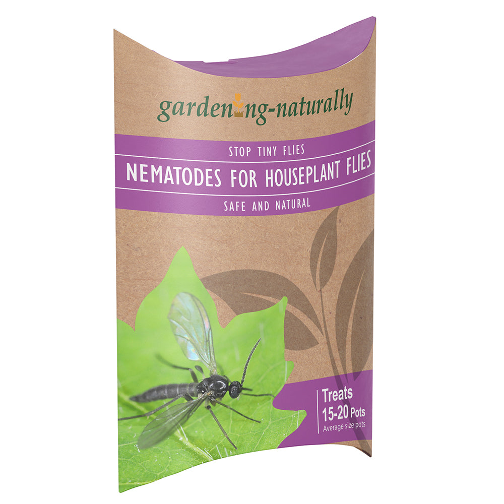 nematodes for house plants Tiny House Flies in Plants Nematode Solution – Gardening Naturally