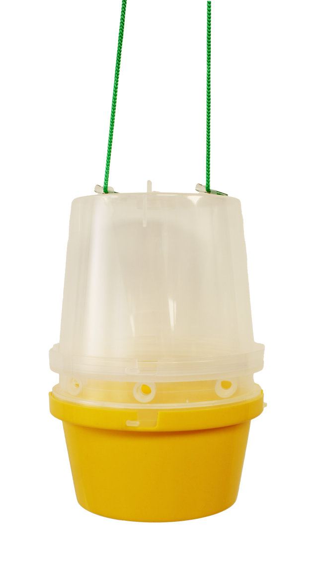 Fruit Fly Trap for Attractant